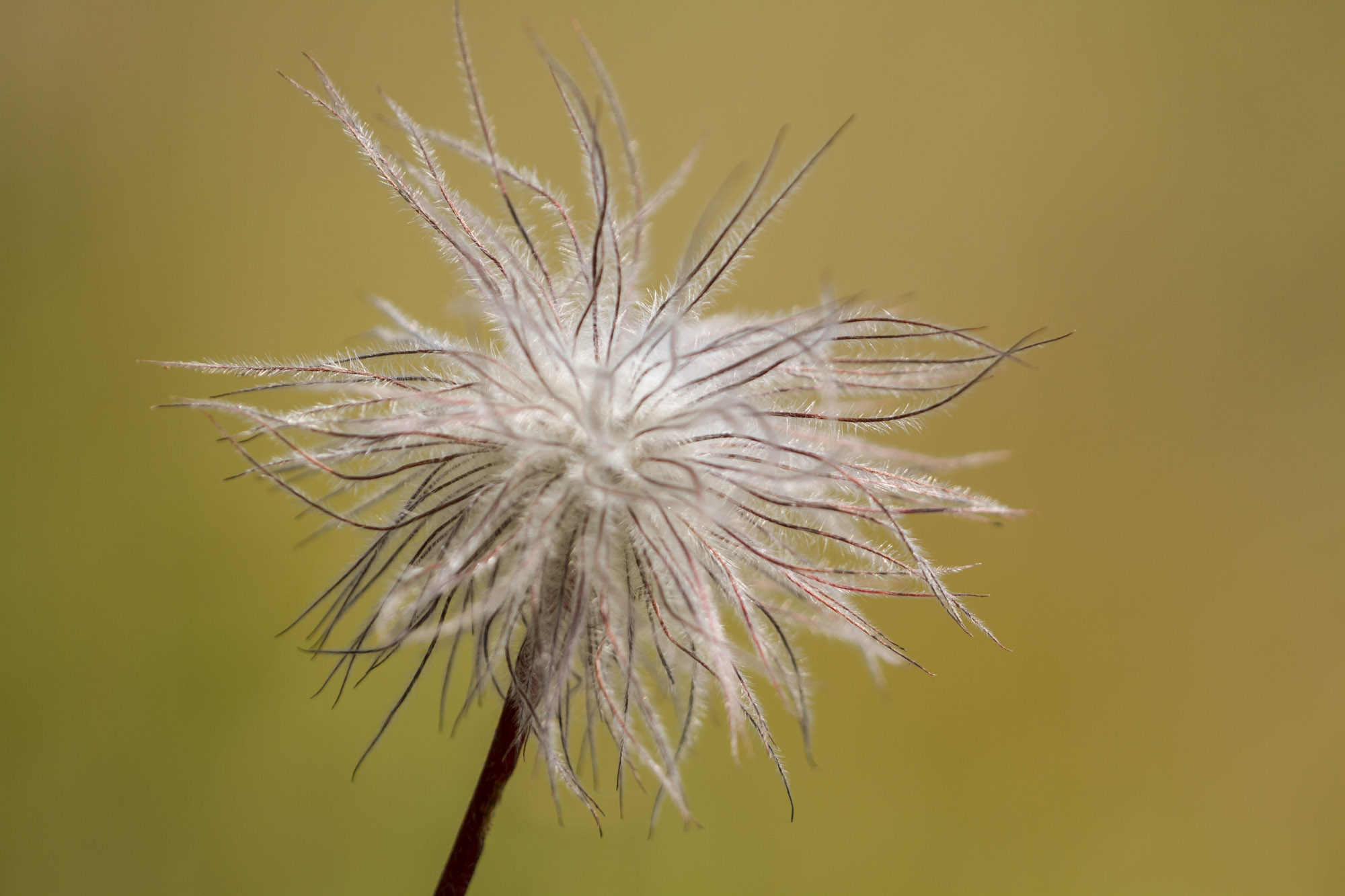 Bestimmungskurs Flora, Heuschrecken und Tagfalter von Zermatt