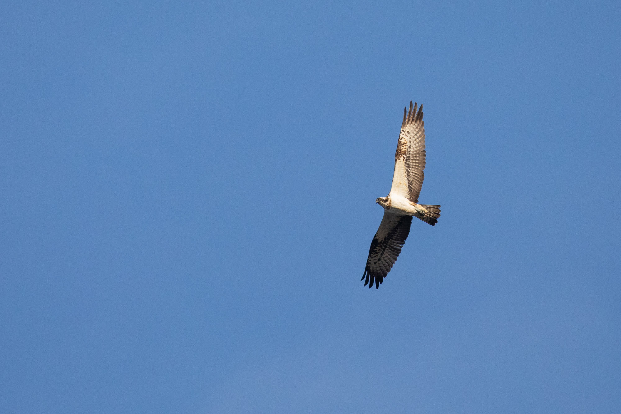 Zugvogelkurs