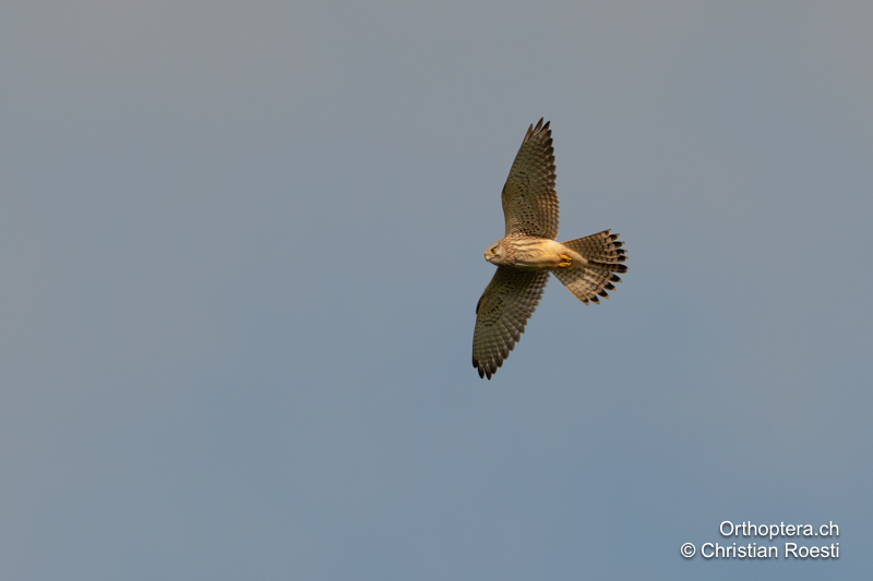 Turmfalke