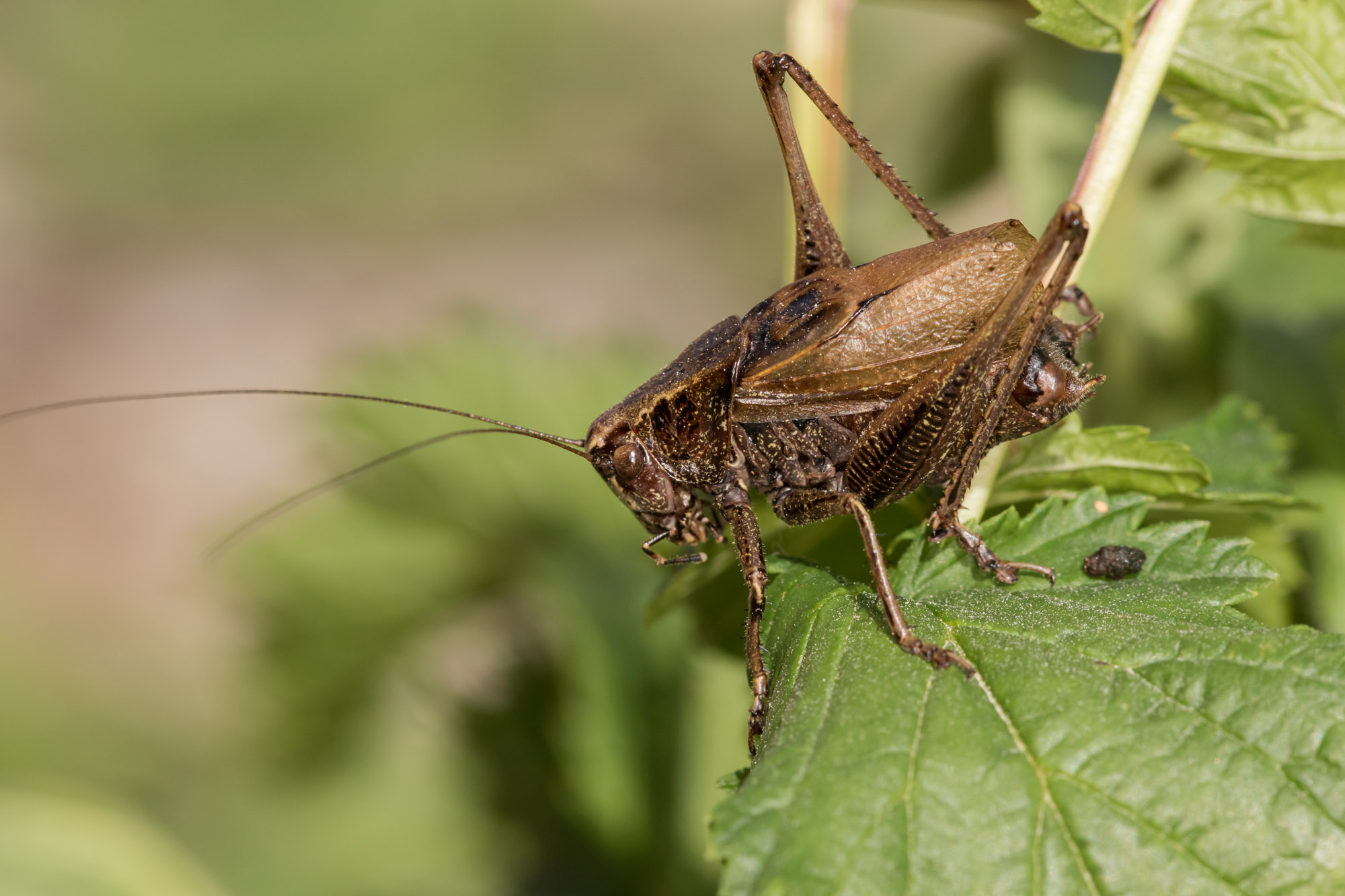 European Congress of Orthoptera Conservation 2024
