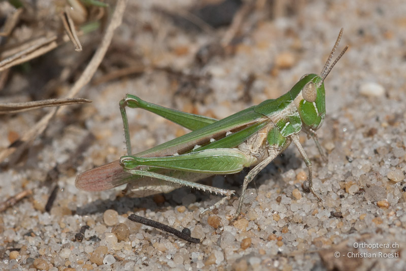 Caelephorus compressicornis, Weibchen