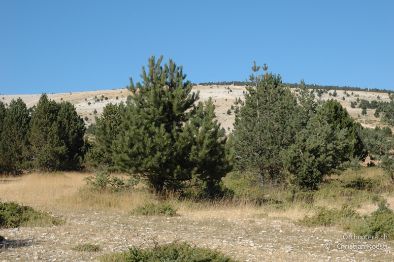 Mont Ventoux