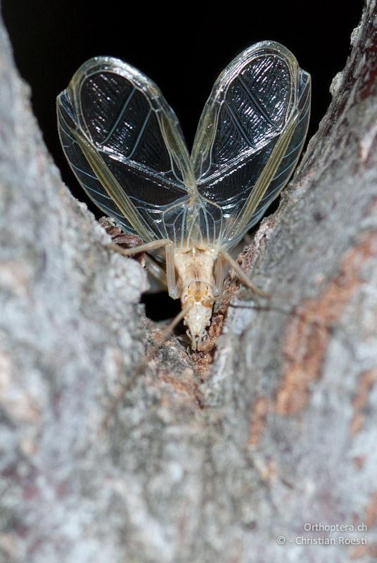 Oecanthus pellucens, Männchen singend