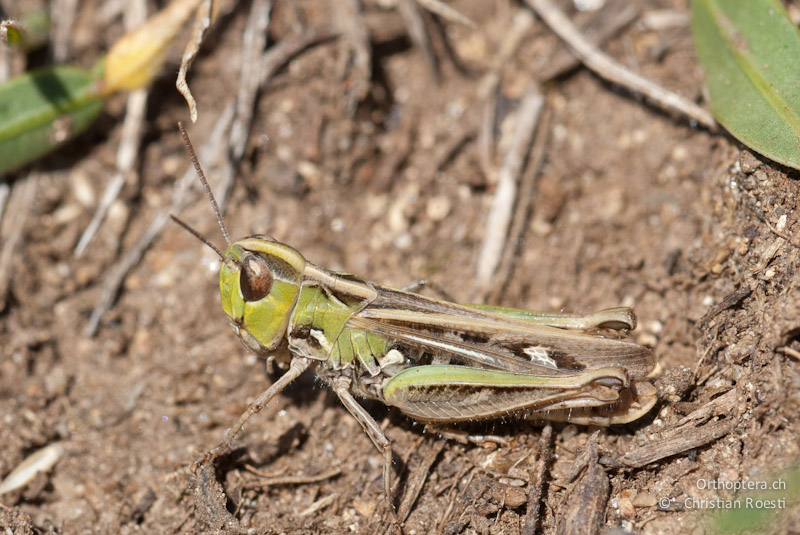 Omocestus petraeus, Weibchen