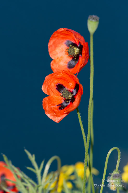 Klatschmohn (Papaver roeas) am Kap Kaliakra. 28.04.2012 (Vielen Dank für die Bestimmung Bojidar Ivanov)