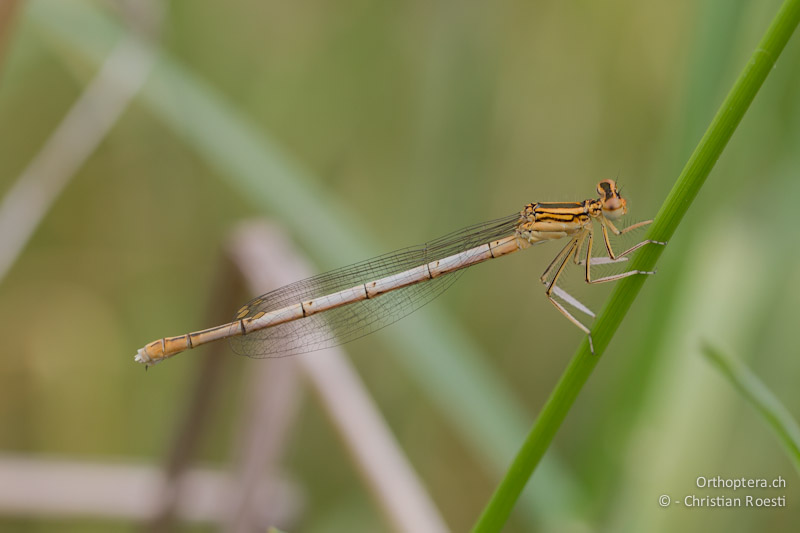 Weibchen der Blauen Federlibelle (Platycnemis pennipes, Blue Featherleg). Tvarditsa, 10.05.2012 (Vielen Dank für die Bestimmung Hansruedi Wildermuth)