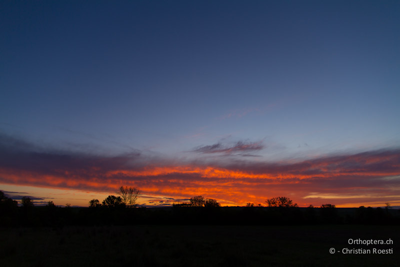 Sonnenuntergang im Lebensraum des Östlichen Kaiseradlers. Topolovgrad, 26.04.2012
