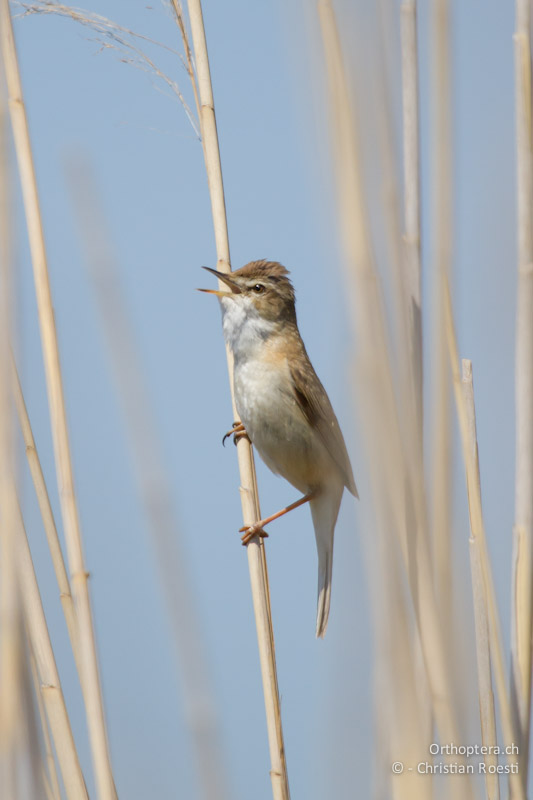 Der Feldrohrsänger (Paddyfield Warbler, Acrocephalus agricola) ist für viele die Hauptattraktion der Bulgarienreise. Durankulak, 30.04.2012