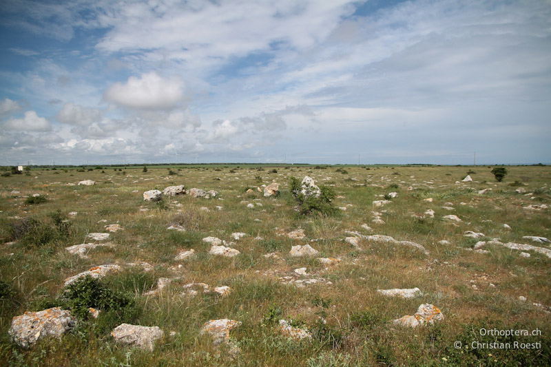 Steppen bei Rusalka. Lebensraum der Maurischen Landschildkröte (Testudo graeca) dem Triel und Kurzzehen-, Kalander- und Feldlerche.