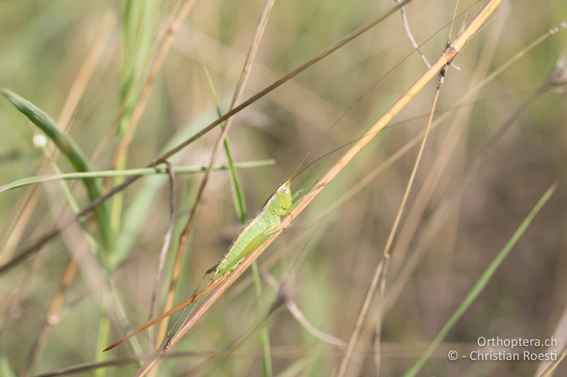 Conocephalus hastatus ♀ - BG, Chaskowo, Matochina, 09.07.2018