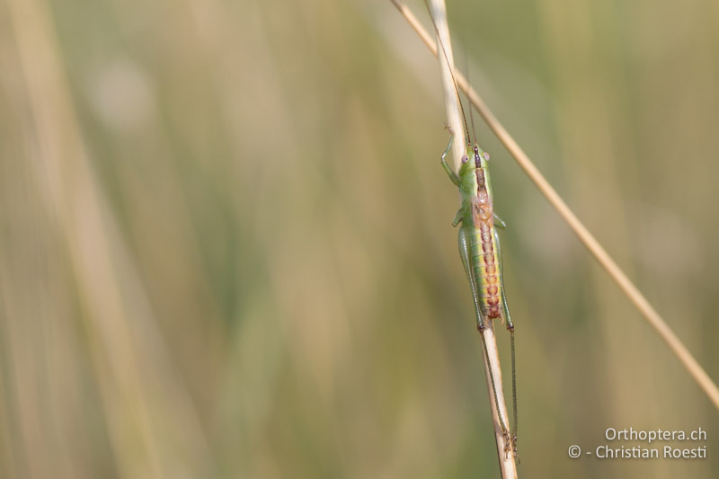 Conocephalus hastatus ♂ - BG, Chaskowo, Matochina, 09.07.2018
