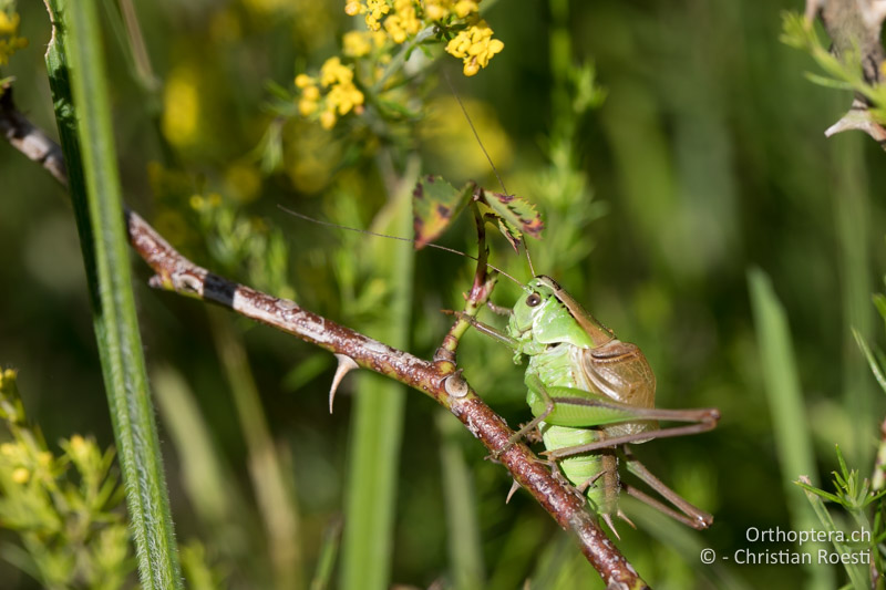 Pholidoptera frivaldszkyi ♂ - BG, Sofia, Kopriwschtiza, 11.07.2018