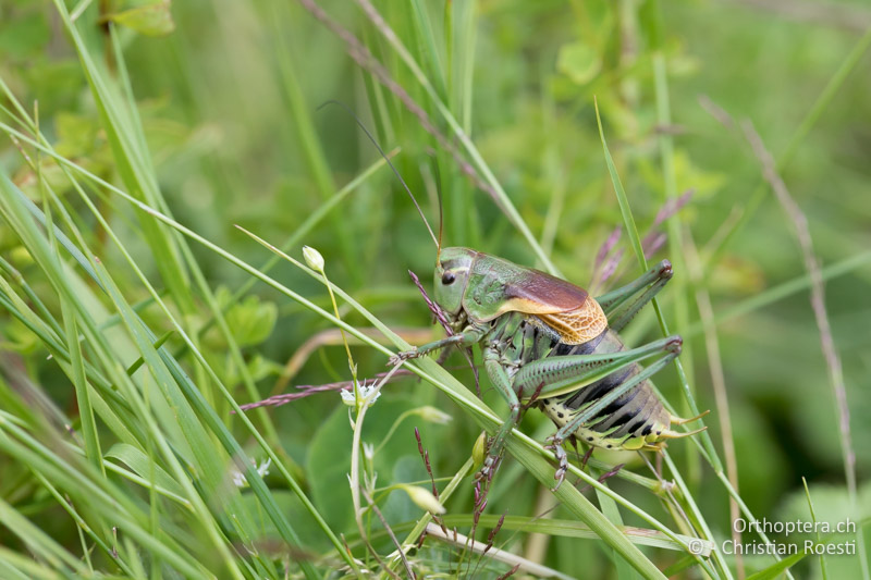Psorodonotus fieberi ♂ - BG, Blagoewgrad, Bergwiese bei Pass nach Pirin, 12.07.2018