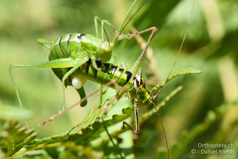 Poecilimon thoracicus , Paarung - BG, Blagoevgrad, Bansko, 14.07.2018