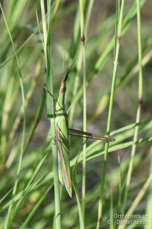 Acrida ungarica ♂ - BG, Blagoewgrad, Ploski, 14.07.2018