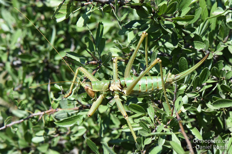 Saga natoliae ♀ - BG, Blagoewgrad, Ploski, 14.07.2018