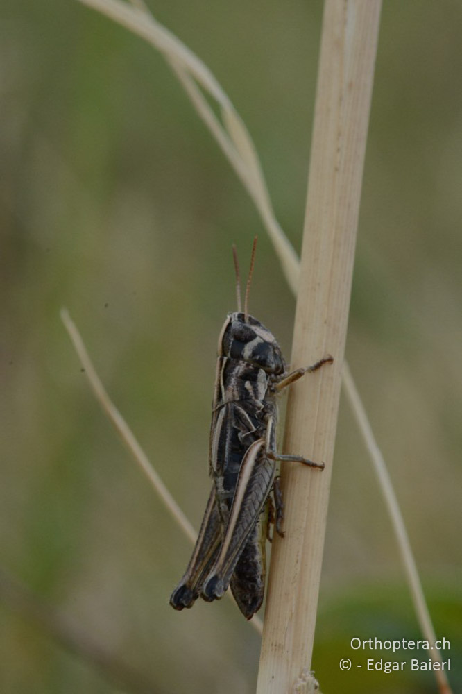 Stenobothrus crassipes ♀ - AT, Niederösterreich, Ebergassing, 08.07.2018