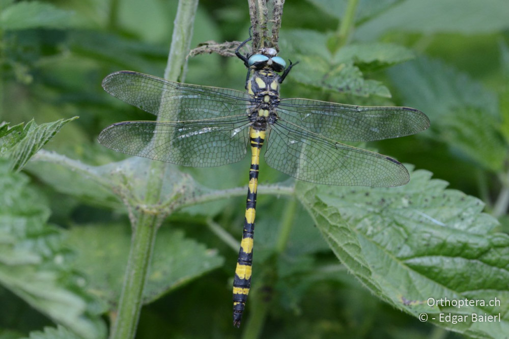 Cordulegaster insignis ♂ in der Draufsicht - BG, Chaskowo, Matochina, 09.07.2018
