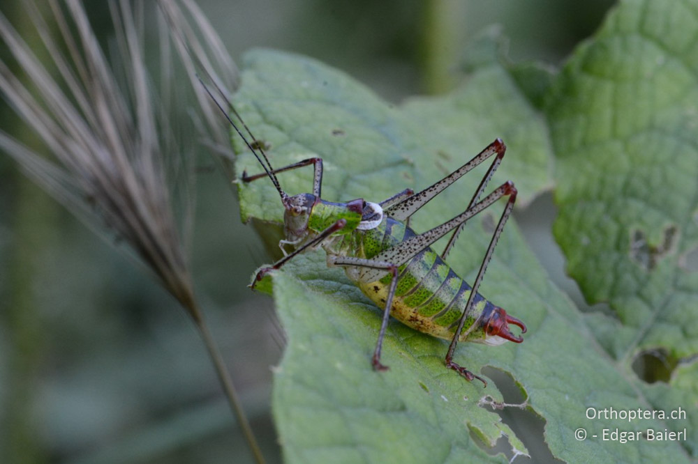Poecilimon thoracicus ♂ - BG, Chaskowo, Matochina, 09.07.2018