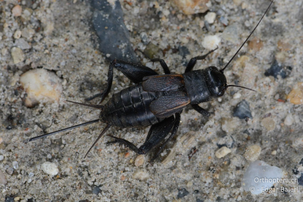 Melanogryllus desertus ♀ - BG, Chaskowo, Matochina, 09.07.2018
