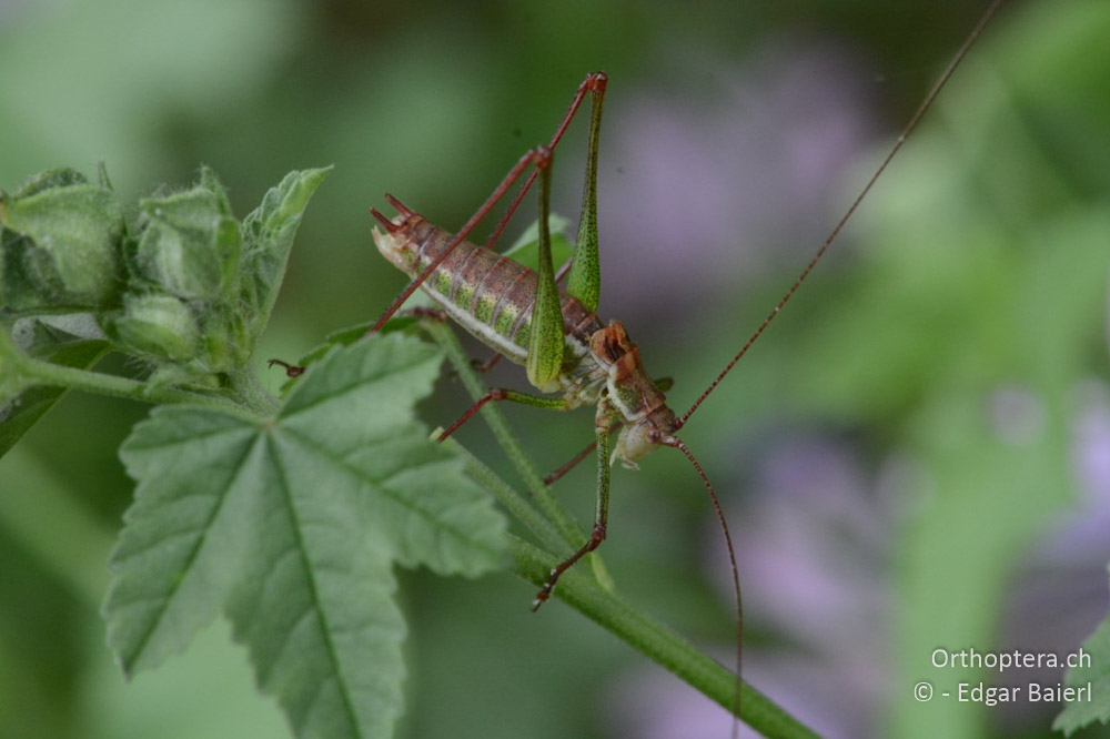 Leptophyes albovittata ♂ - BG, Chaskowo, Matochina, 09.07.2018