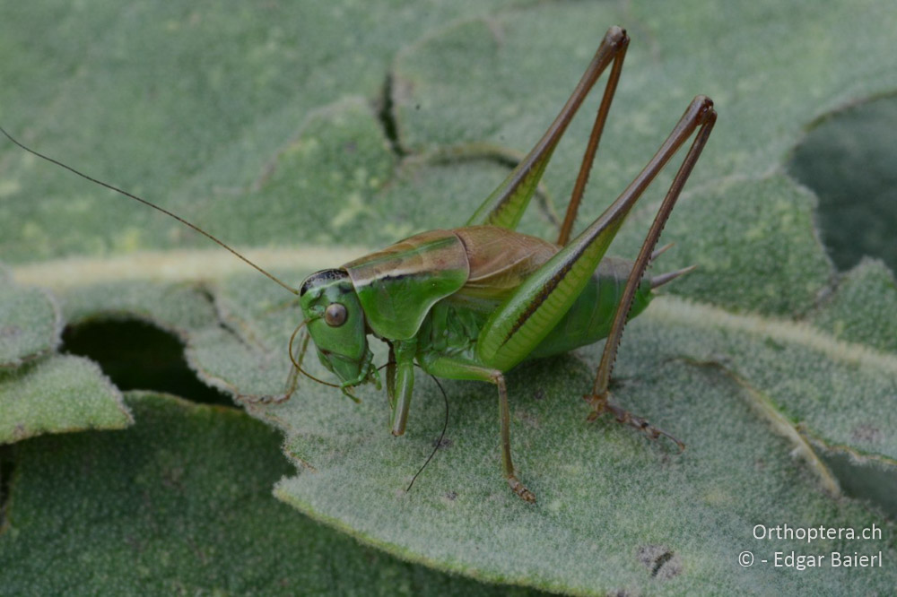 Pholidoptera frivaldszkyi ♂ - BG, Pasardschik, Streltscha, 10.07.2018