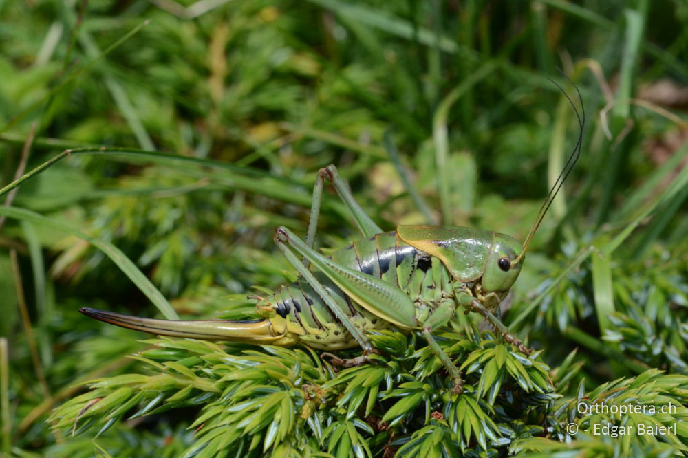 Psorodonotus fieberi ♀ in der Sonne - BG, Blagoewgrad, Bergwiese bei Pass nach Pirin, 12.07.2018