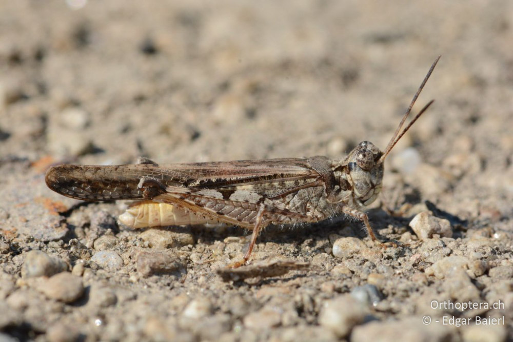 Acrotylus patruelis ♂ - BG, Blagoewgrad, Ribnik an der Struma, 13.07.2018