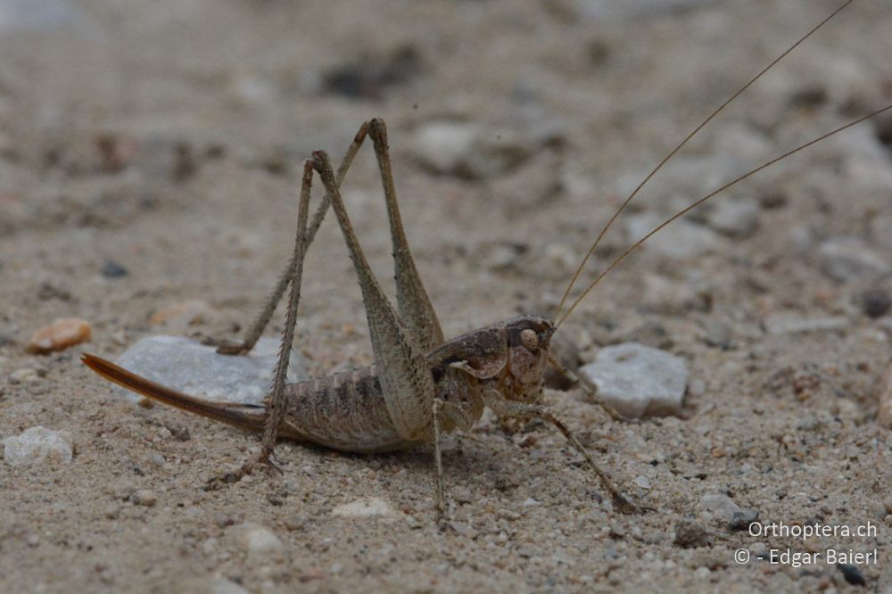 Rhacocleis germanica ♀ - BG, Blagoewgrad, Rupite, 13.07.2018