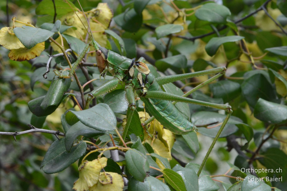 Saga natoliae ♂: trotz der Grösse fast unsichtbar - BG, Blagoewgrad, Rupite, 13.07.2018