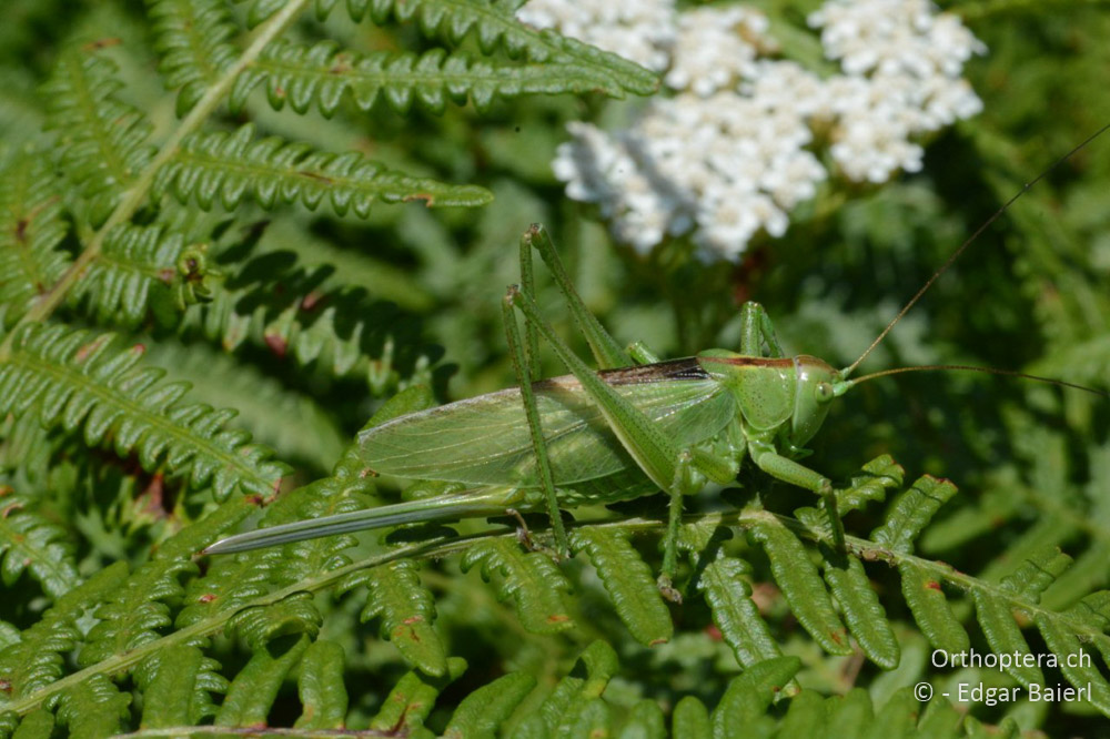 Tettigonia balcanica ♀ - BG, Blagoevgrad, Waldlichtung vor Raslog bei Bansko, 14.07.2018
