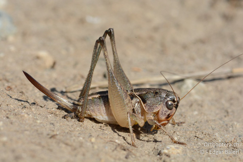 Bucephaloptera bucephala ♀ - BG, Blagoewgrad, Ploski, 14.07.2018