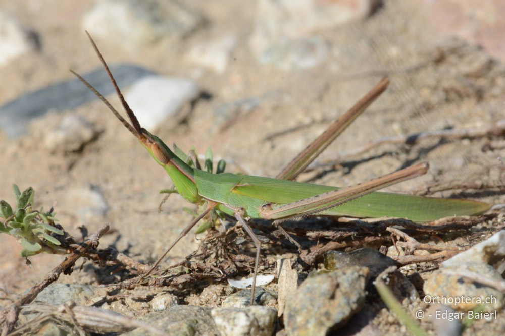 Acrida ungarica mediterranea ♂ - BG, Blagoewgrad, Ploski, 14.07.2018