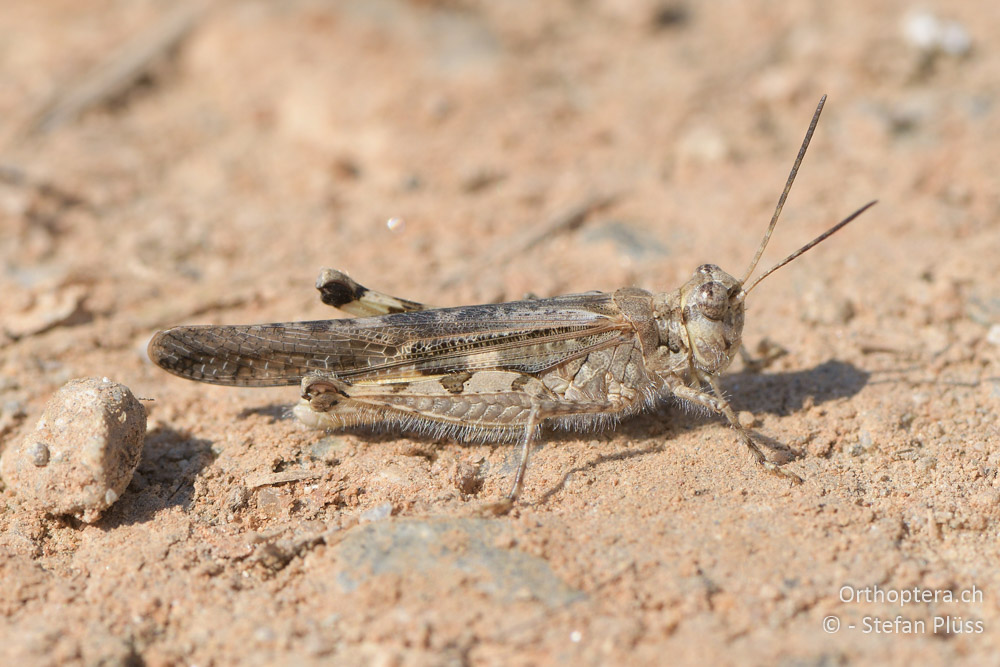 Acrotylus patruelis ♂- BG, Blagoewgrad, Ribnik an der Struma, 13.07.2018