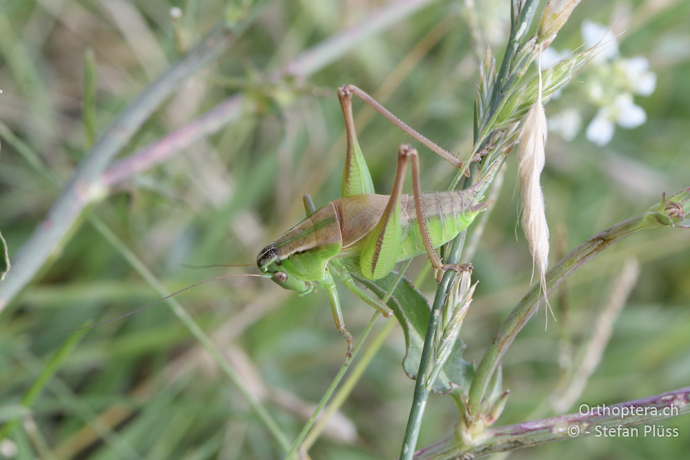 Pholidoptera frivaldszkyi ♂ - BG, Pasardschik, Streltscha, 10.07.2018