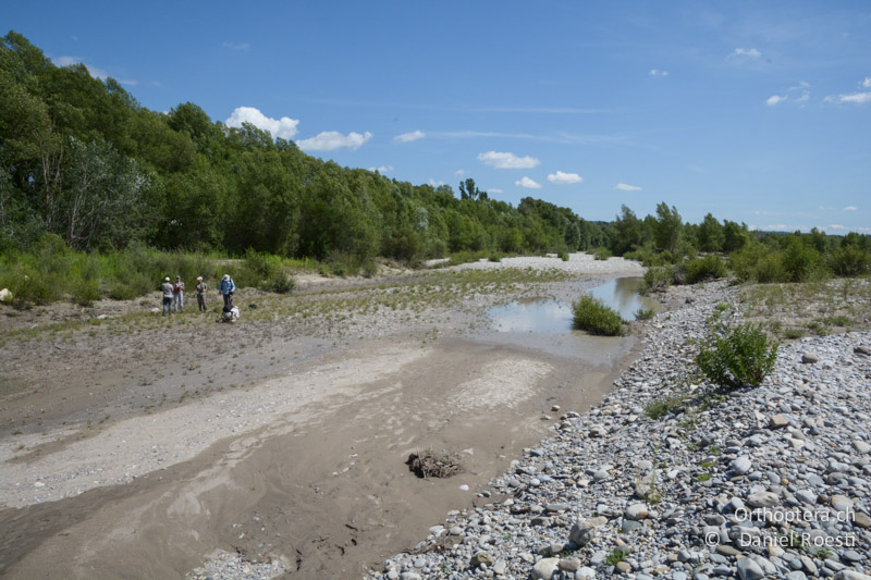 Seitenarm der Durance, Lebensraum von Xya und Paratettix - FR, bei Manosque, 05.07.2014