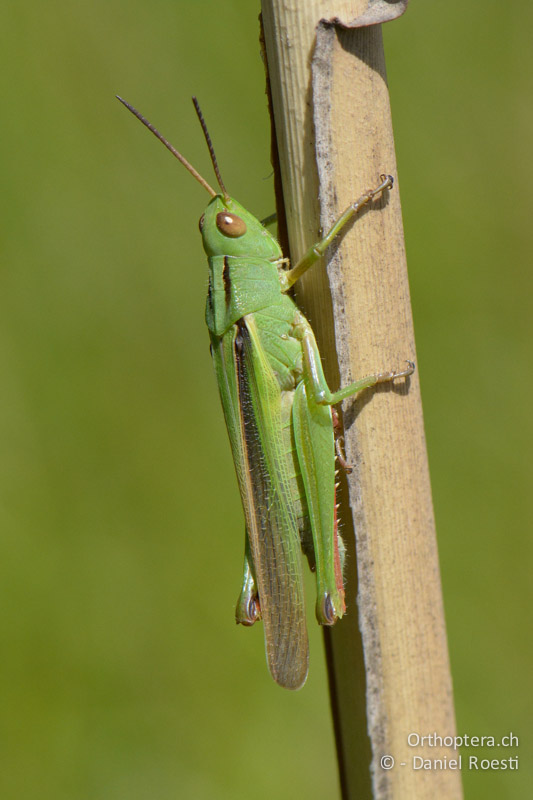 Dreifarbschrecke (Paracinema tricolor) ♂ - FR, Camargue, Salin de Giraud, 09.07.2014
