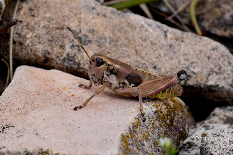 Podisma amedegnatoae ♀ - FR, Mont Ventoux, 04.07.2014