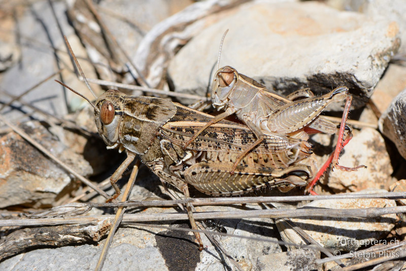 Calliptamus wattenwylianus - FR, Plateau d'Aumelas, 11.07.2014