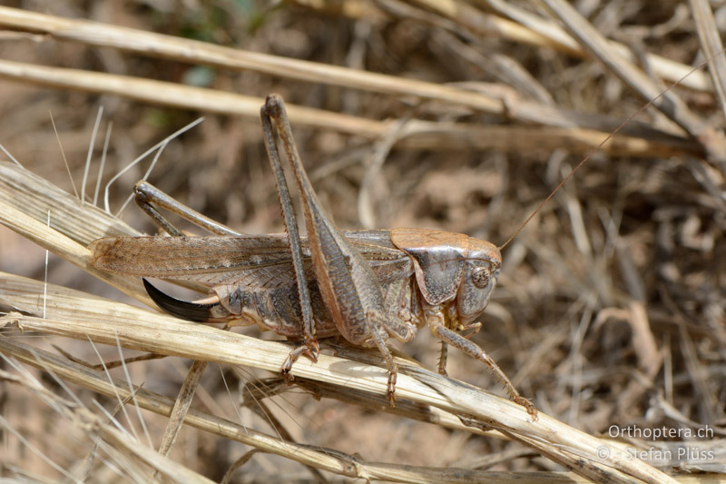 Platycleis falx laticauda ♀ - FR, Crau, 08.07.2014