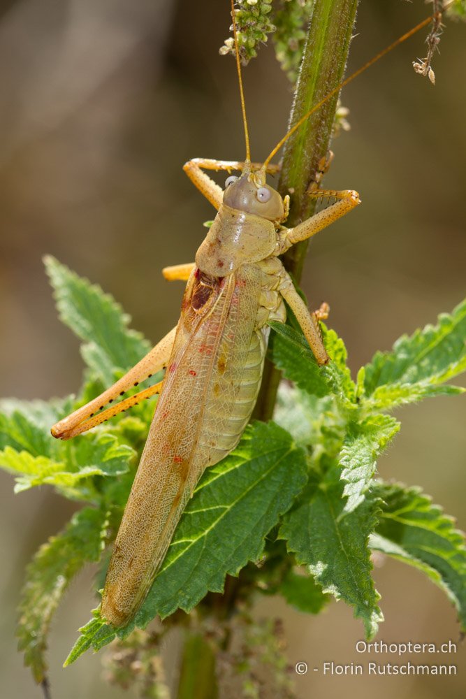 Östliches Heupferd (Tettigonia caudata) - Elassona, 16.07.2011