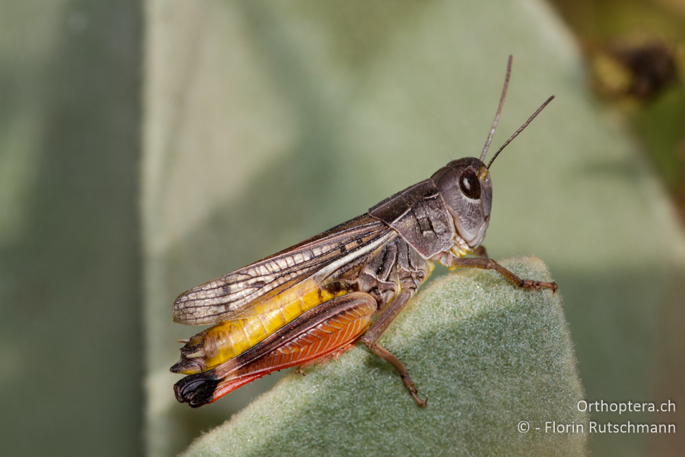 Arcyptera microptera - Mt. Vernon, 17.07.2011