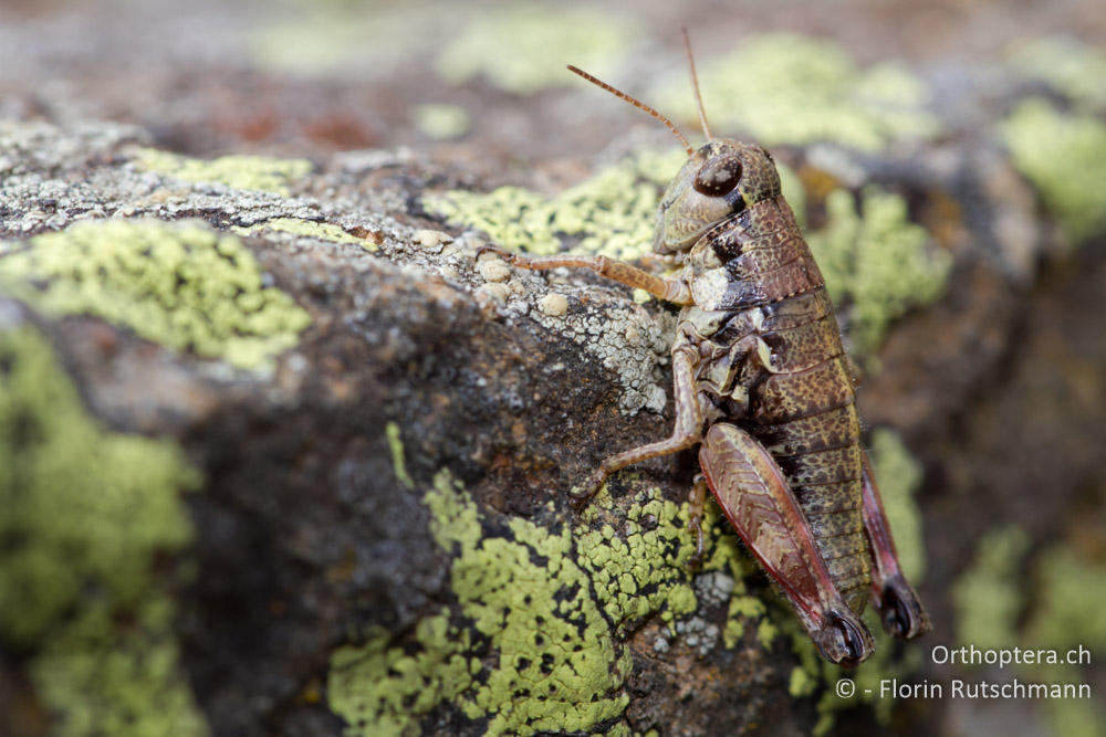 Weibchen von Oropodisma macedonica - Mt. Smolikas, 20.07.2011