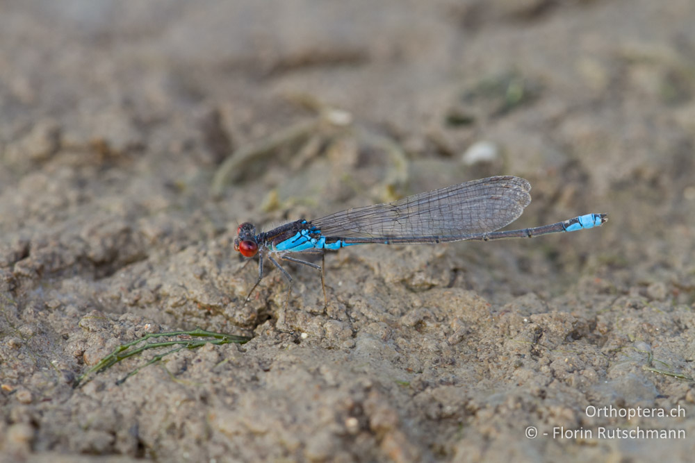 Kleines Granatauge (Erythromma viridulum) - Kalodiki-See, 08.07.2012