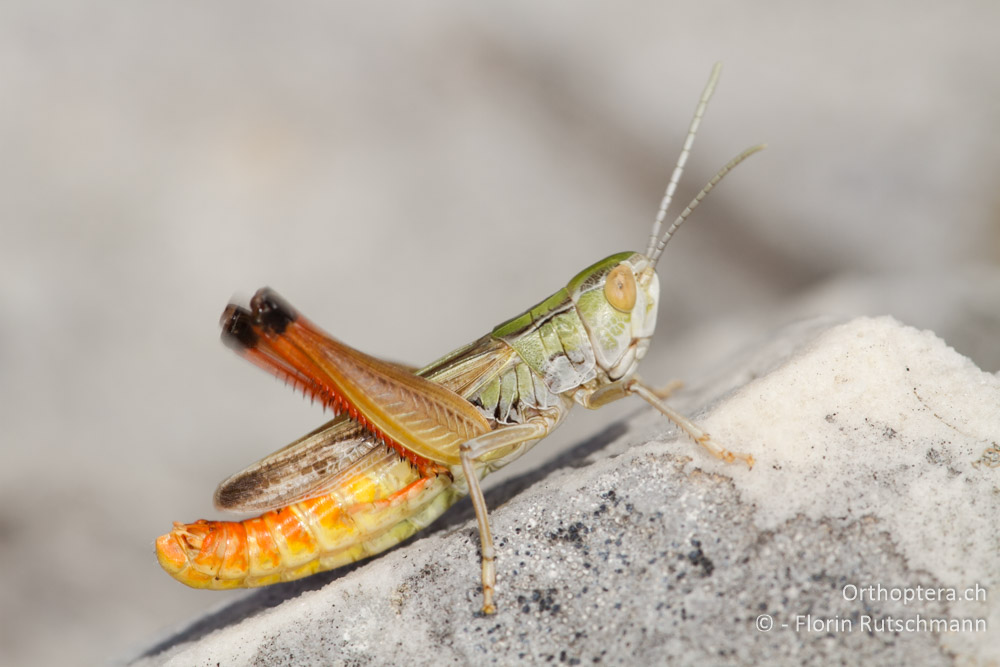 Südlicher Grashüpfer (Stenobothrus fischeri) beim Singen - Mt. Soulion, 09.07.2012