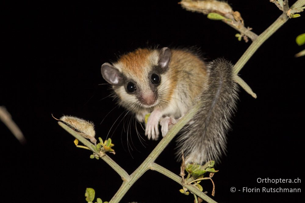 Baumschläfer (Dryomys nitedula) - Bei Asprovalta, 10.07.2012
