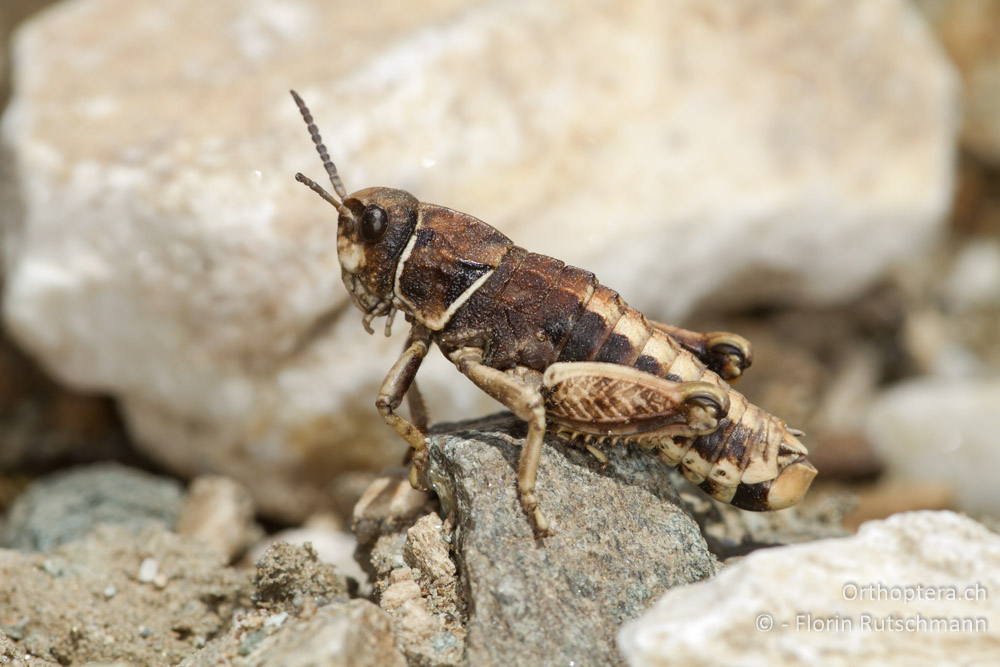 Männchen von Paranocaracris bulgaricus - Mt. Pangeon, 11.07.2012