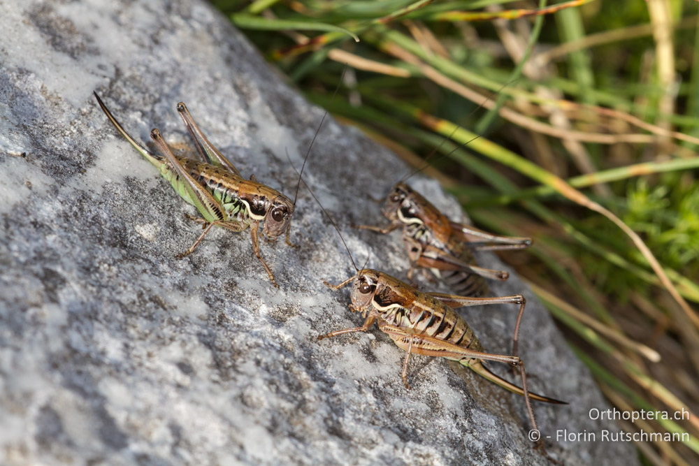 Stellenweise ist die hübsche Anterastes serbicus in den Bergwiesen häufig anzutreffen - Mt. Pangeon, 11.07.2012
