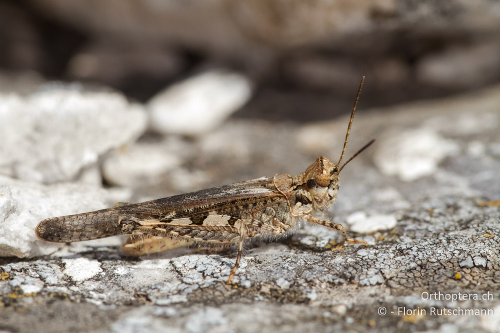 Die Schlanke Ödlanschrecke (Acrotylus patruelis) - Mt. Pangeon, 12.07.2012