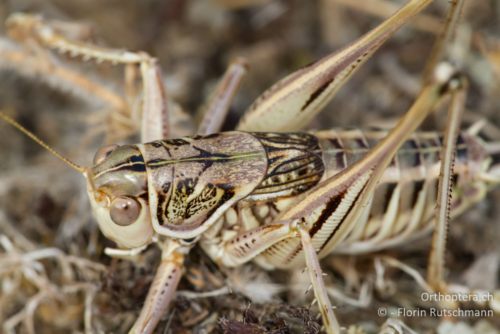 Porträt der Heideschrecke Gampsocleis abbreviata - Elassona, 17.07.2012